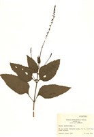 藏品(毒蠅草)的圖片